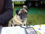 Sir Winston Churchill - sponsoring dog of POWC2C